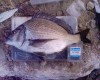 Bream